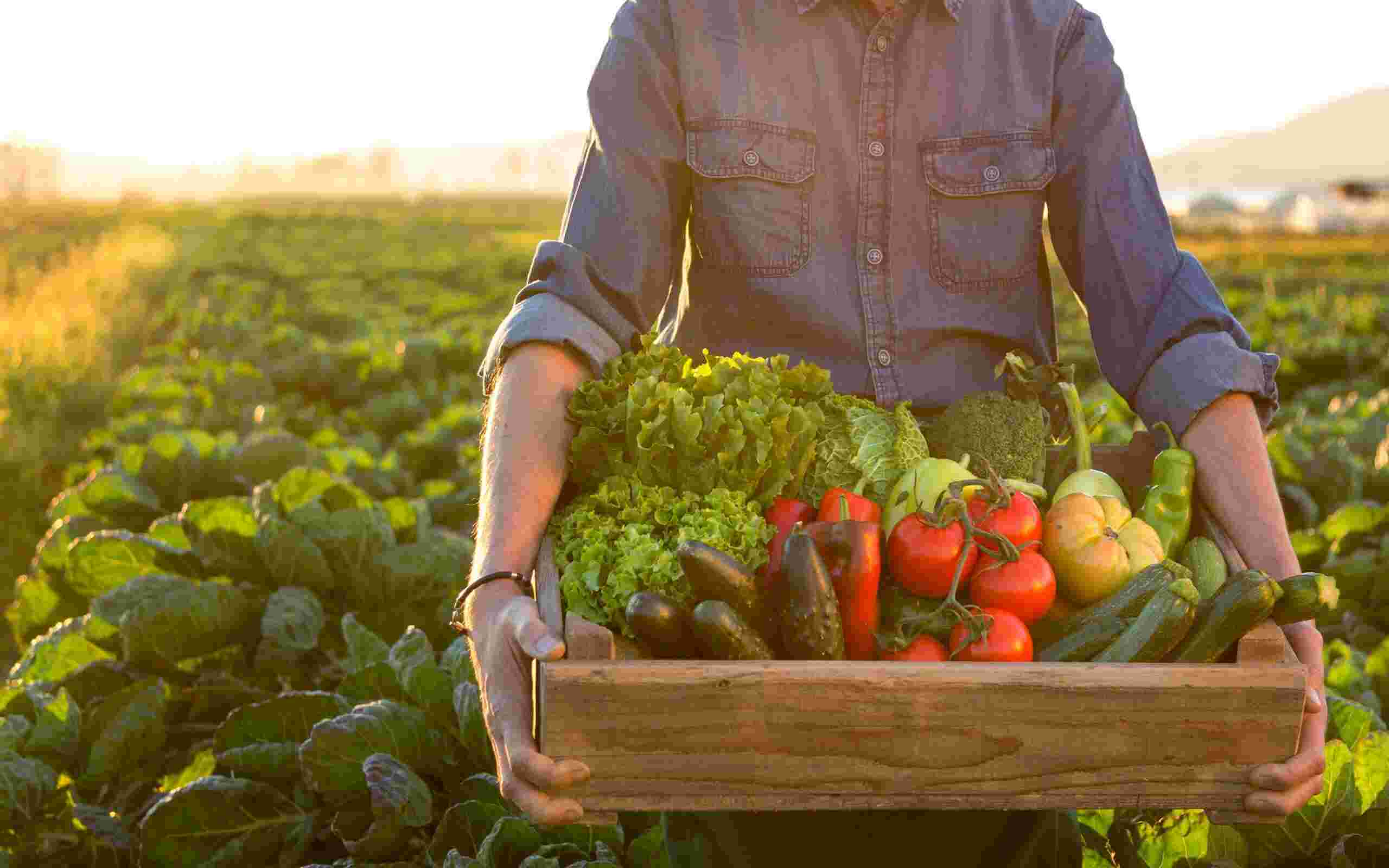 Produce is ample thanks to Strategic Farm Partnerships 